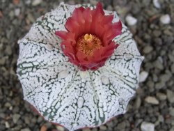 Astrophytum  Super Kabuto X red červený květ, akabana, pot 6,5 cm - 12408841