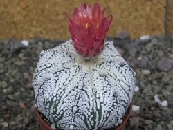 Astrophytum  Super Kabuto X red červený květ, akabana, pot 6,5 cm - 12408842