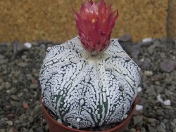 Astrophytum  Super Kabuto X red červený květ, akabana, pot 6,5 cm - 12408843