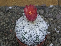 Astrophytum  Super Kabuto X red červený květ, akabana, pot 6,5 cm - 12408844