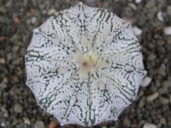 Astrophytum  Super Kabuto X red červený květ, akabana, pot 6,5 cm - 12408845