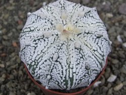 Astrophytum  Super Kabuto X red červený květ, akabana, pot 6,5 cm - 12408846