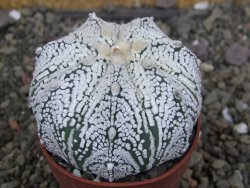 Astrophytum  Super Kabuto X red červený květ, akabana, pot 6,5 cm - 12408847