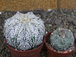 Astrophytum  Super Kabuto X red červený květ, akabana, pot 6,5 cm - 12408848