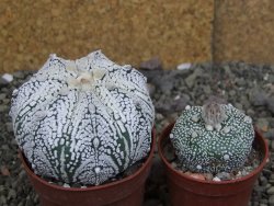 Astrophytum  Super Kabuto X red červený květ, akabana, pot 6,5 cm - 12408861