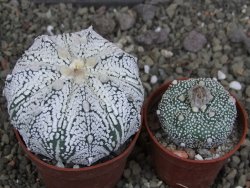 Astrophytum  Super Kabuto X red červený květ, akabana, pot 6,5 cm - 12408862