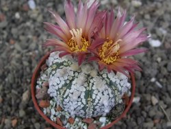 Astrophytum  Super Kabuto X red červený květ, akabana, pot 5,5 cm - 12408849