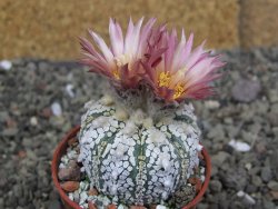 Astrophytum  Super Kabuto X red červený květ, akabana, pot 5,5 cm - 12408850