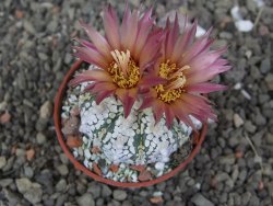 Astrophytum  Super Kabuto X red červený květ, akabana, pot 5,5 cm