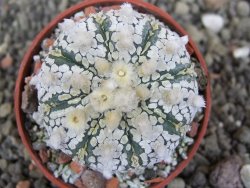 Astrophytum  Super Kabuto X red červený květ, akabana, pot 5,5 cm - 12408852