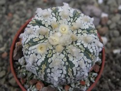 Astrophytum  Super Kabuto X red červený květ, akabana, pot 5,5 cm - 12408853