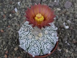 Astrophytum  Super Kabuto X red červený květ, akabana, pot 5,5 cm - 12408855