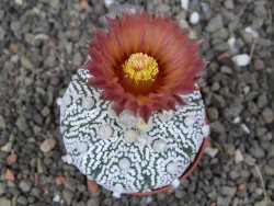 Astrophytum  Super Kabuto X red červený květ, akabana, pot 5,5 cm