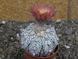 Astrophytum  Super Kabuto X red červený květ, akabana, pot 5,5 cm - 12408857