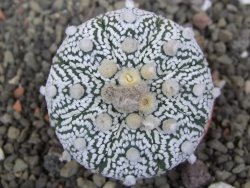 Astrophytum  Super Kabuto X red červený květ, akabana, pot 5,5 cm - 12408858