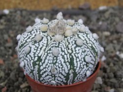 Astrophytum  Super Kabuto X red červený květ, akabana, pot 5,5 cm - 12408860