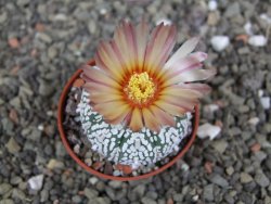 Astrophytum  Super Kabuto X red červený květ, akabana, pot 5,5 cm - 12408871