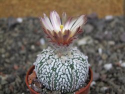 Astrophytum  Super Kabuto X red červený květ, akabana, pot 5,5 cm - 12408872