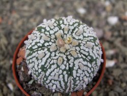 Astrophytum  Super Kabuto X red červený květ, akabana, pot 5,5 cm - 12408873