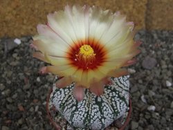 Astrophytum  Super Kabuto X red červený květ, akabana, pot 6,5 cm