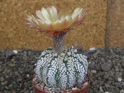 Astrophytum  Super Kabuto X red červený květ, akabana, pot 6,5 cm - 12408879