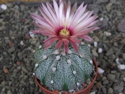 Astrophytum capricorne X red červený květ, akabana, pot 5,5 cm - 12408884