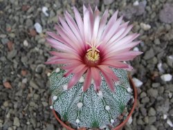 Astrophytum capricorne X red červený květ, akabana, pot 5,5 cm