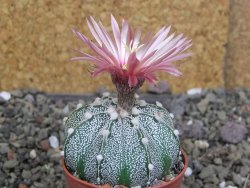 Astrophytum capricorne X red červený květ, akabana, pot 5,5 cm - 12408886