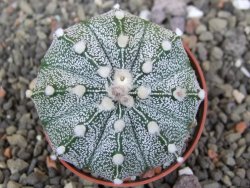 Astrophytum capricorne X red červený květ, akabana, pot 5,5 cm - 12408887