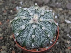 Astrophytum capricorne X red červený květ, akabana, pot 5,5 cm - 12408888