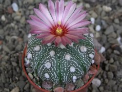 Astrophytum capricorne X red červený květ, akabana, pot 5,5 cm