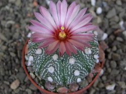 Astrophytum capricorne X red červený květ, akabana, pot 5,5 cm - 12408894