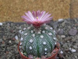 Astrophytum capricorne X red červený květ, akabana, pot 5,5 cm - 12408895