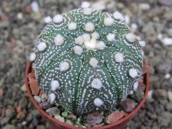 Astrophytum capricorne X red červený květ, akabana, pot 5,5 cm - 12408896