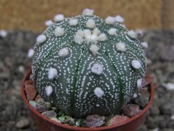 Astrophytum capricorne X red červený květ, akabana, pot 5,5 cm - 12408897