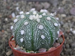 Astrophytum capricorne X red červený květ, akabana, pot 5,5 cm - 12408898