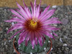 Astrophytum asterias X red červený květ, akabana, pot 5,5 cm