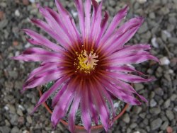 Astrophytum asterias X red červený květ, akabana, pot 5,5 cm - 12408900