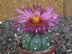 Astrophytum asterias X red červený květ, akabana, pot 5,5 cm - 12408901