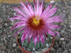 Astrophytum asterias X red červený květ, akabana, pot 5,5 cm - 12408902