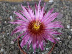 Astrophytum asterias X red červený květ, akabana, pot 5,5 cm - 12408903
