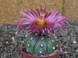 Astrophytum asterias X red červený květ, akabana, pot 5,5 cm - 12408904