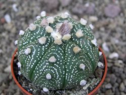 Astrophytum asterias X red červený květ, akabana, pot 5,5 cm - 12408905