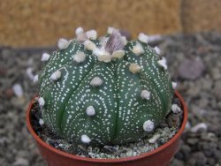 Astrophytum asterias X red červený květ, akabana, pot 5,5 cm - 12408906