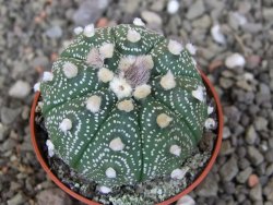 Astrophytum asterias X red červený květ, akabana, pot 5,5 cm - 12408907