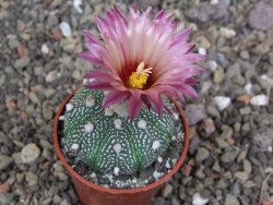 Astrophytum asterias X red červený květ, akabana, pot 5,5 cm