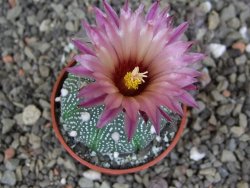 Astrophytum asterias X red červený květ, akabana, pot 5,5 cm - 12408909