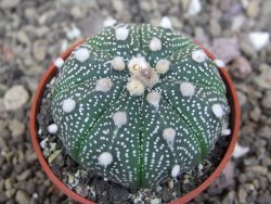 Astrophytum asterias X red červený květ, akabana, pot 5,5 cm - 12408911