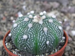 Astrophytum asterias X red červený květ, akabana, pot 5,5 cm - 12408912
