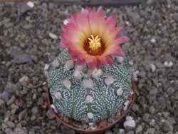 Astrophytum asterias X red červený květ, akabana, pot 6,5 cm - 12408915